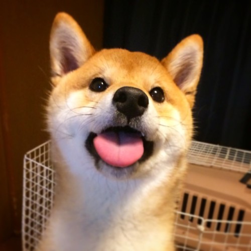sasaq:Ponta-shiba @pontaa66 | Websta (Webstagram)