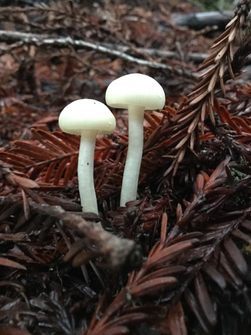 A couple early Anise Mushrooms, Clitocybe deceptiva, which take on a funnel shape with age