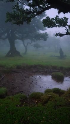 Biophobia - Fear Of Nature