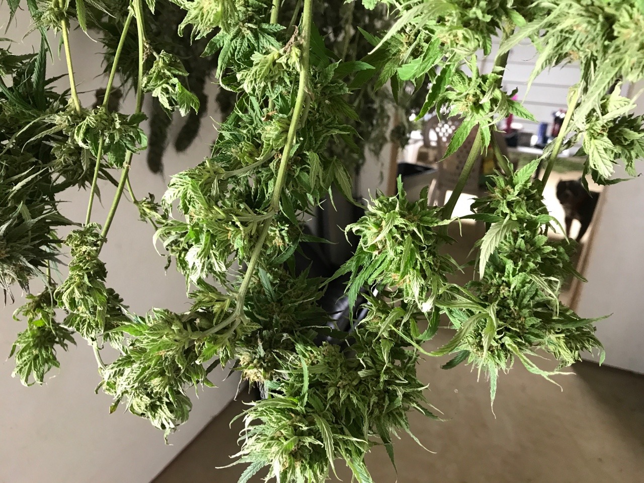 indicasprincess:  My grow / trim season mood board 💚💛