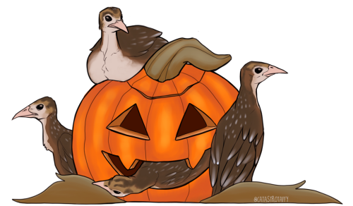 catastrotaffy:Halloween celebrated via little turkey poults &lt;3