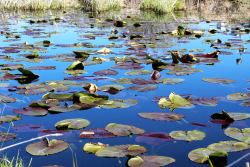 Wocus or Wokas (Nuphar luteum ssp. polysepalum), a yellow pondlily scattered throughout the Wood River Wetland.