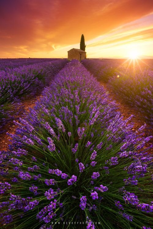 renamonkalou: Valensole Plateau | Beboy Phtography Alpes-de-Haute-Provence - France