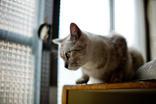 F1.2 by SPIN Photographer on Flickr.