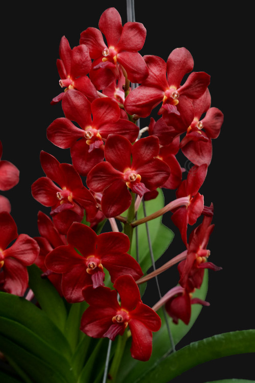 Vascostylis Roll On Red  {Hybrid}(Vanda Peggy Foo x Vasco. Crown Fox Red Gem)