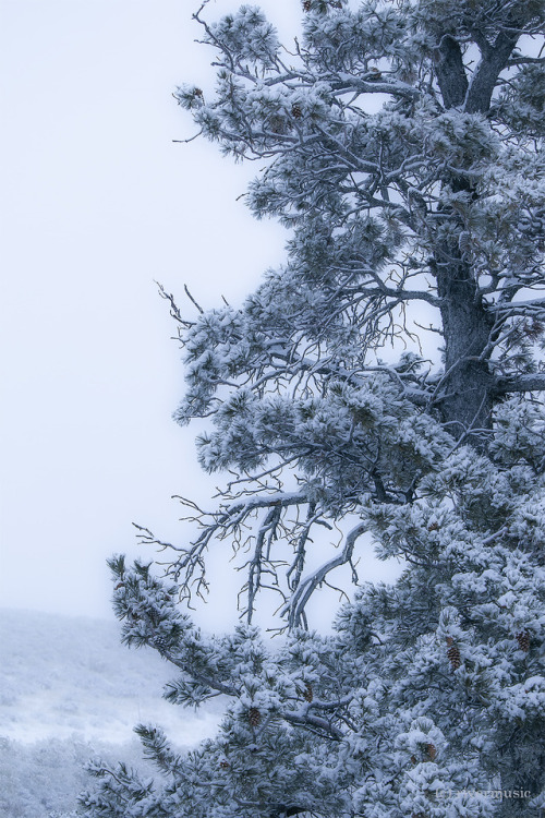 Beauty through the Storm: Limber Pines near Craters of the Moon, Idahoriverwindphotography, 2018