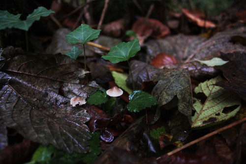 what a lovely tiny mushroom