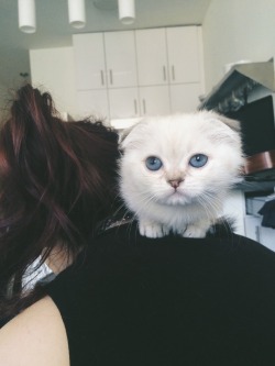 animal-factbook:  In order to assert their dominance over humans, cats frequently use them as lounge furniture. Here we have a scottish fold settling down for a nap upon his human. Cat’s enjoy using human’s as beds due to the warm their body gives