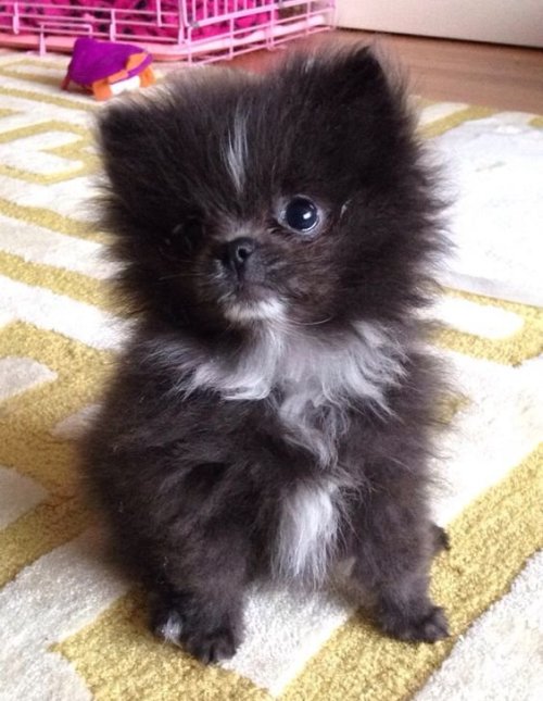 Adorable Fluffy Black Little Pomaranian Dog