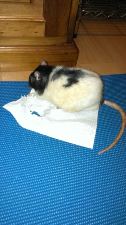 Big bisky ripping up an innocent paper towel