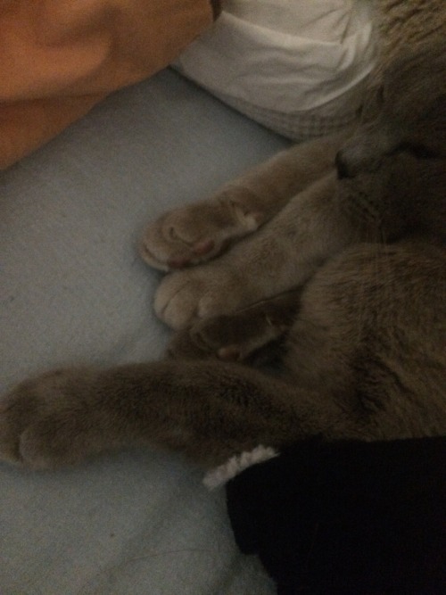 fuckyeahburmese:Ping fuckyeahcatfeet
