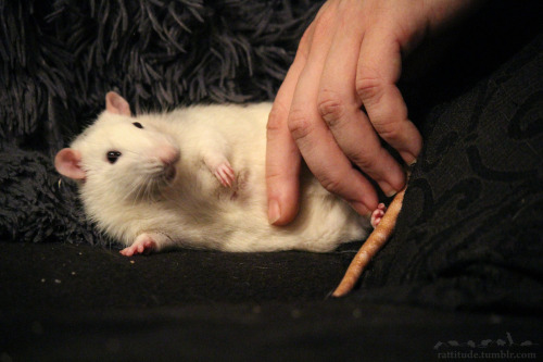 rattitude: “Stop taking photos while we’re intimate!”*lol* Sorry, Newton!