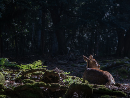 朝の春日大社と手向山八幡宮（の写真だけではないですが…笑）。ブラウニーさんたってのオススメポイントだけに、今まで見たことのない光景が広がります。お勤めにでられる巫女の方、そして仲良しな鹿