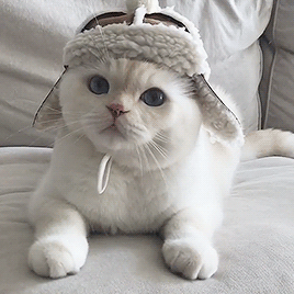 soonmoo_cat on ig