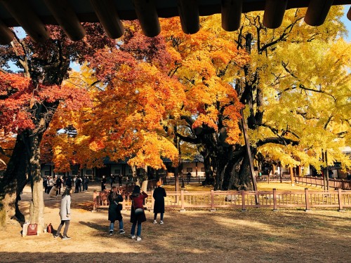 Old ginkgo trees, Sungkyunkwan University.