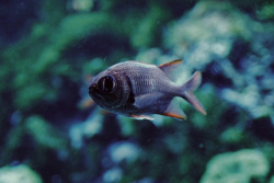 aerbor:  Fishy by Olga Markowska on Flickr. 