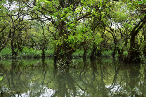 5starkutti:ratargul, sylhet.
