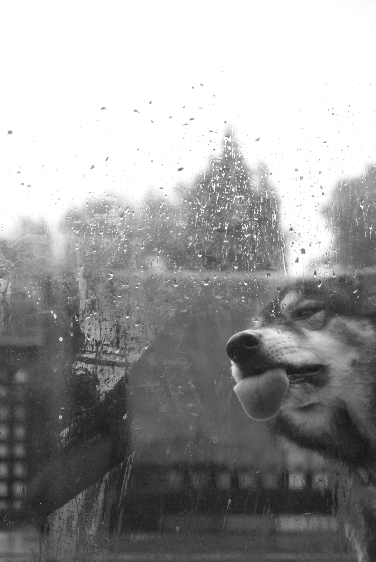 covetandginger:  Enjoying this rainy Portland day at home.  