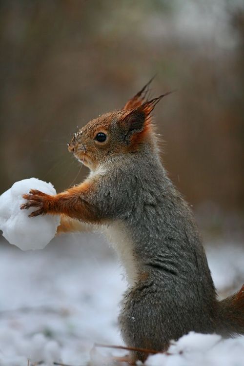 maya47000:  Funny squirels by Vadim Trunov :-))) 