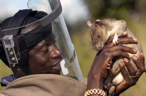 dr-archeville:ayellowbirds:amroyounes:African HeroRats detect landmines.Using positive reinforcement