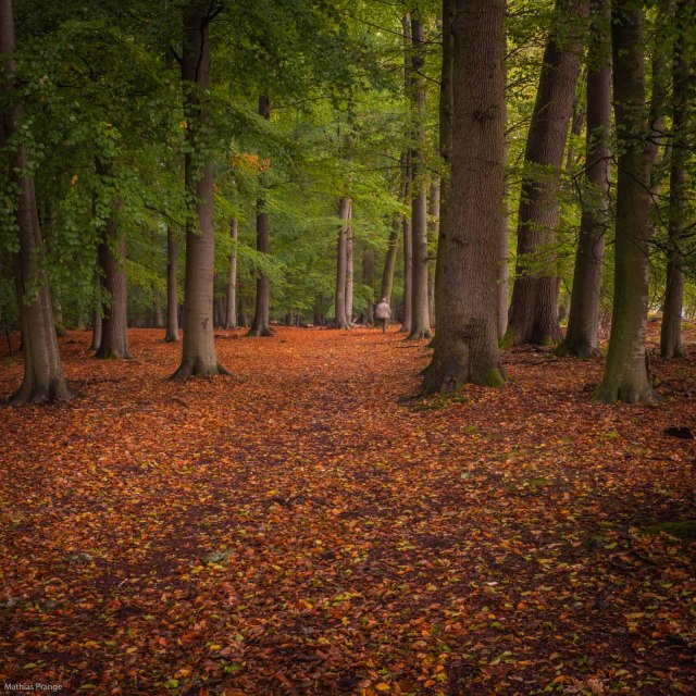 A walk in the forest