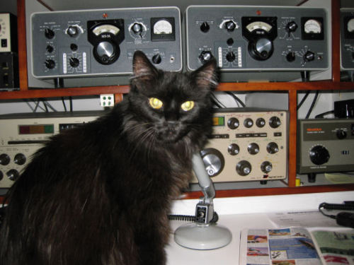 catfood:cat living in a radio station