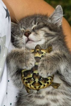 cuteanimalspics:  The kitten who fell in love with a turtle (Source:…