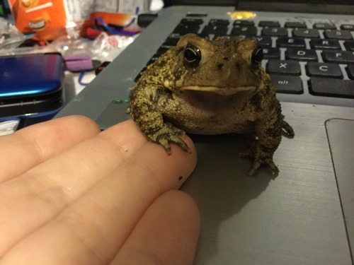 bufobufobufo: toadlysons:  hold hands  A solemn vow has been made 
