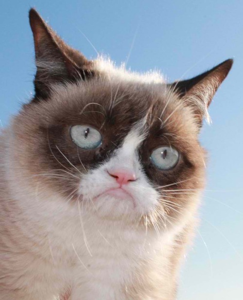 tardthegrumpycat:  The Daily Grump | December 28, 2012