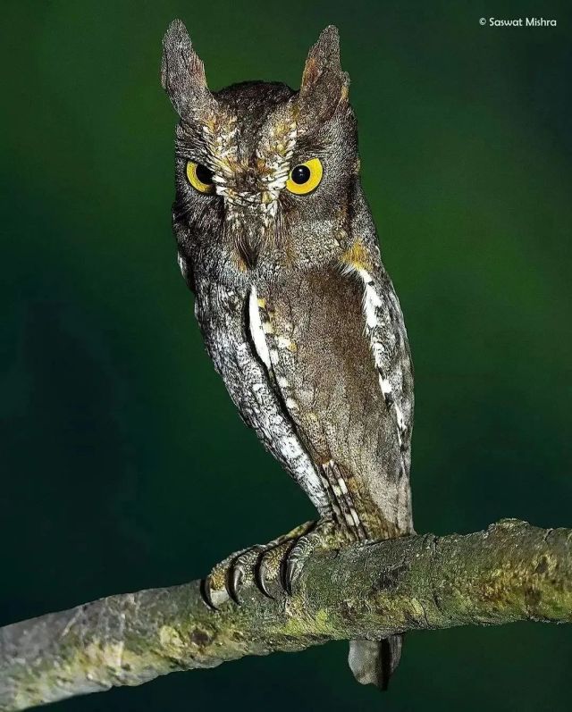 Oriental Scops Owl #oriental scops owl #Otus sunia#scops owl#owl#bird#upl
