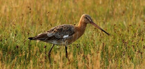 The Black-tailed Godwit rebounds in Sweden http://dlvr.it/Qf4tNt