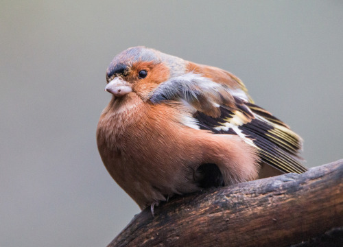 Common Chaffinch (Fringilla coelebs) &gt;&gt;by Chris Haines