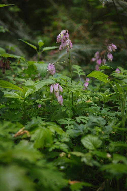 Bleeding hearts