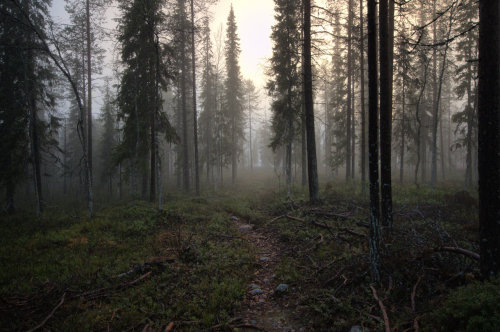 forest sounds
