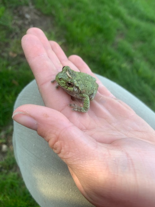 Happy Earth Day! Please Enjoy This Tiny Frog I Found While Wondering Around Outside Earlier This Evening.