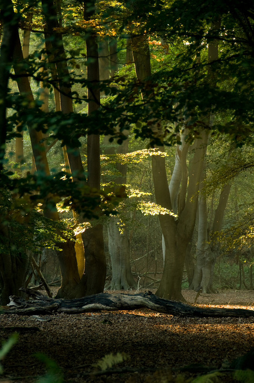 natureac:Take The 52 Week Photo Challenge or Check Out DSLR cameras here