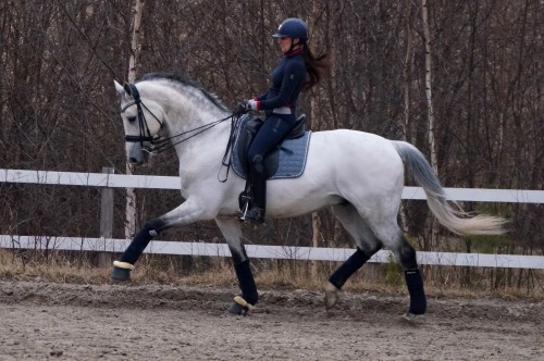 dressage