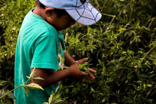 Mexican laborers want Americans to know who picks their fruits and vegetables.