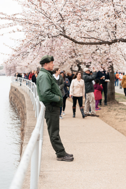Walking with the Cherry Blossoms. © Katelyn Perry | Instagram Here