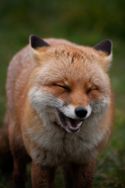 everythingfox:  Kekekeke *fox laugh*Photo by  Louise Beech