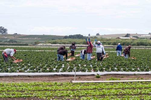 girlswhorunmyfandoms:  gahdamnpunk: PAY THEM WHAT THEY DESERVE AND NOT JUST DURING QUARANTINE ! ! ! Donate to United Farm Workers! https://ufw.org/sparechange/ 