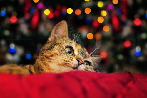 phototoartguy:Waiting for Santa by Zoran Milutinovic.“ Bokeh from Christmas tree lights, this little