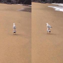 animals-riding-animals:seagull riding seagull