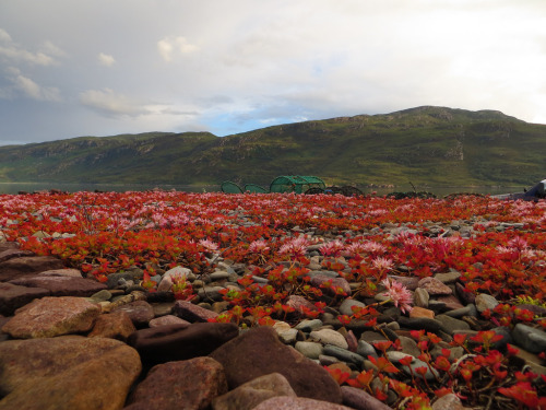 disminucion:Les fleurs d'Ullapool, Ross and Cromarty, Ecosse, Grande-Bretagne, Royaume-Uni.The flowe