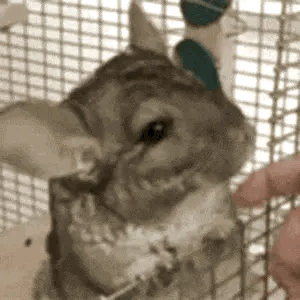 Chinchilla Facts