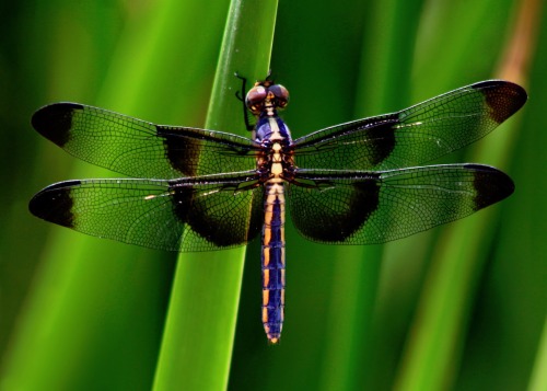 lovelyinsects:Widow skimmer dragonfly (Libellula luctuosa), Papago Park, PhoenixThank you minimalmet