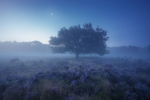 landscape-photo-graphy:A Purple Dream in August in the NetherlandsDutch photographer Albert Dros exp