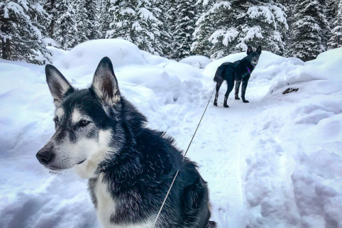 loyal-as-a-dog: Hiking/snowshoeing Black Prince Cirque with these wonderful two.