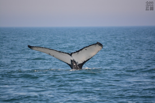 A few more photos from our day with the Brier Island Whale Watching and Seabird Tour in the Bay of F