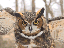 rangeedepauvre:  fencehopping:  Owl eyes.